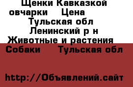 Щенки Кавказкой овчарки  › Цена ­ 1 000 - Тульская обл., Ленинский р-н Животные и растения » Собаки   . Тульская обл.